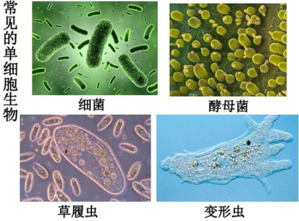新发现一颗超级地球！30%都是水，仅100光年远，或存在生命