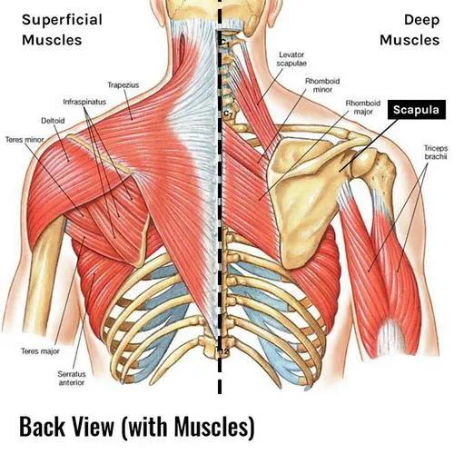 右侧肩胛骨痛3个月，可能是哪种病？