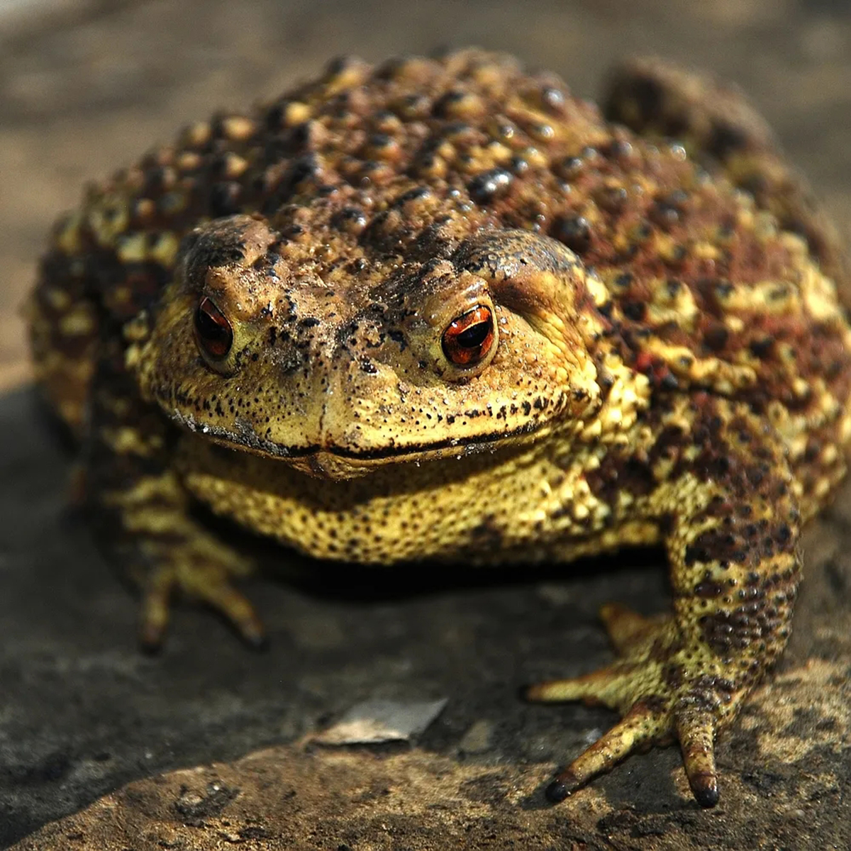 这个季节的蟾蜍叫声类似于婴儿的啼哭声,其实这是雄性蟾蜍找寻配偶