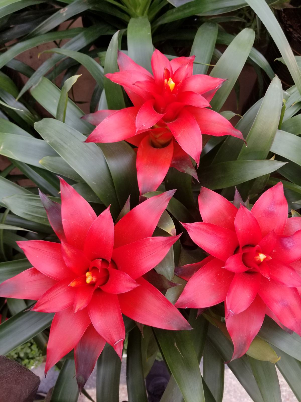 8种招财花,年底养家里,招财进宝有好兆头