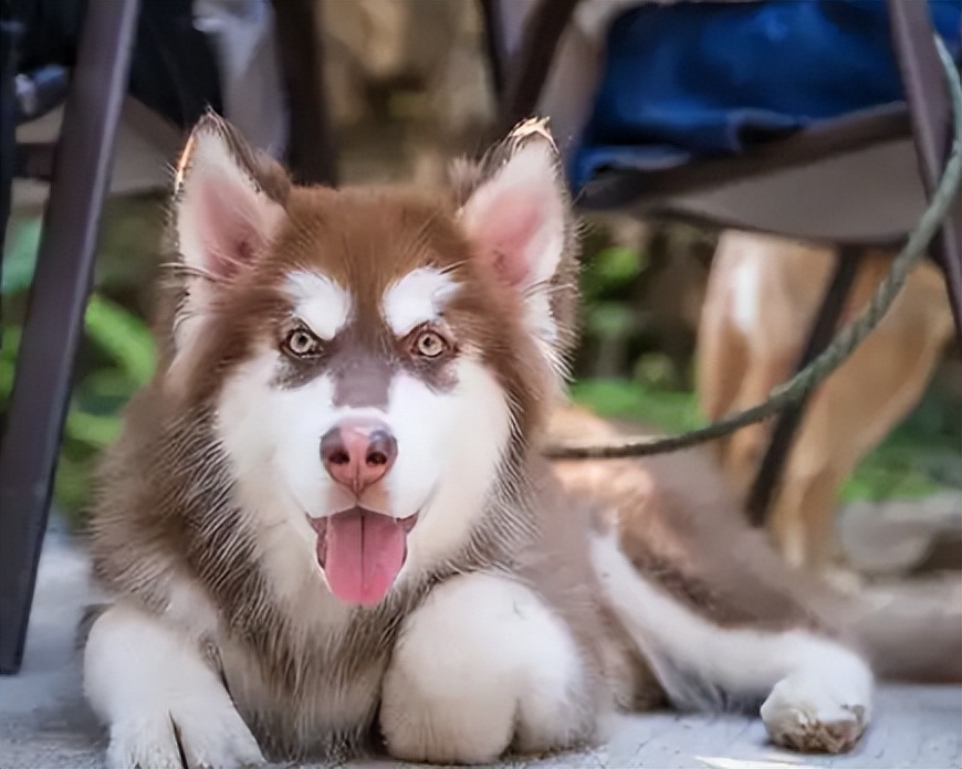 阿拉斯加犬和哈士奇，有啥区别？区别大了