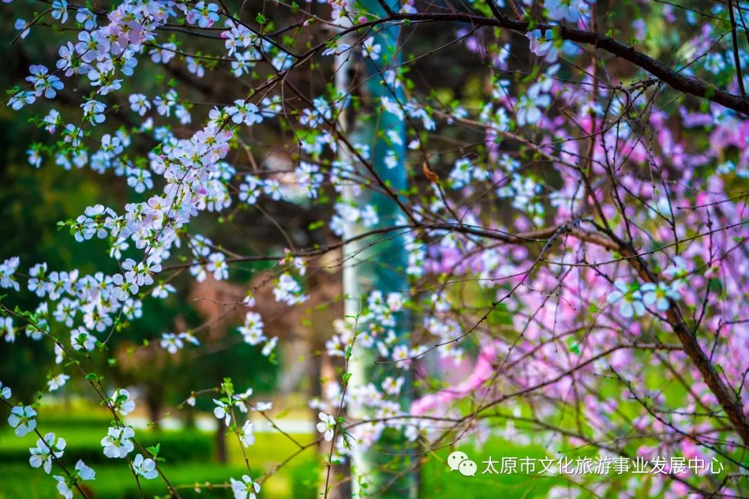 线上展览|“山河春意 锦绣太原——花的世界”主题摄影线上图片展（二十一）