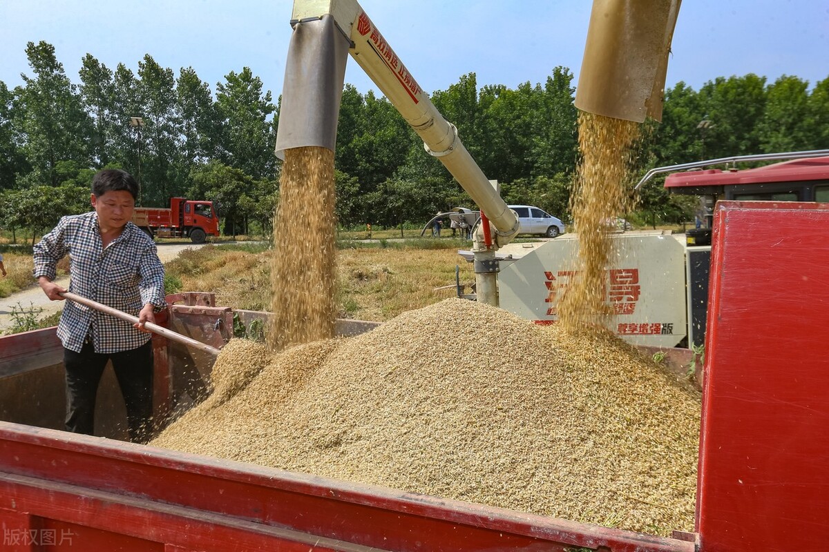 这小麦是咋了？面粉企业跌破1.6元，市场再起波澜，5月26日粮价