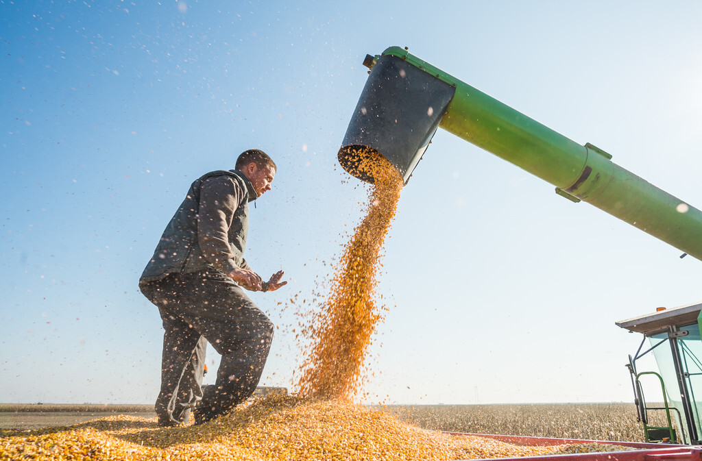 1月3日玉米“疯狂”涨价，东北中粮又有“大动作”？明天答案揭晓