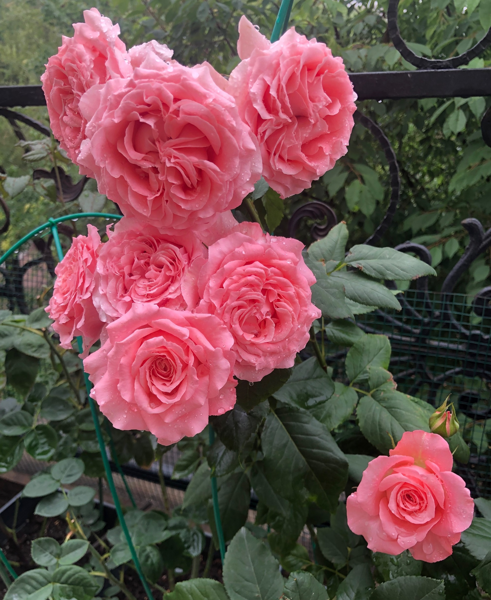 珊瑚果冻月季(长得像牡丹的月季—珊瑚果冻又美又香)