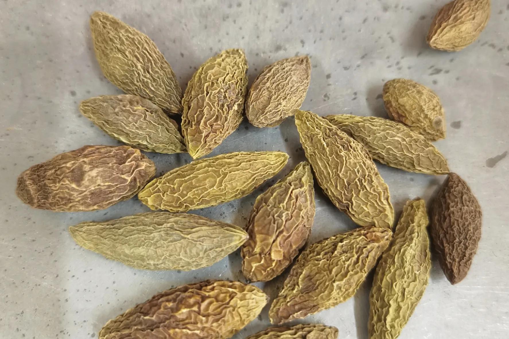 橄榄的功效与作用(青果(又橄榄),药食两用,推荐4种家庭妙用)