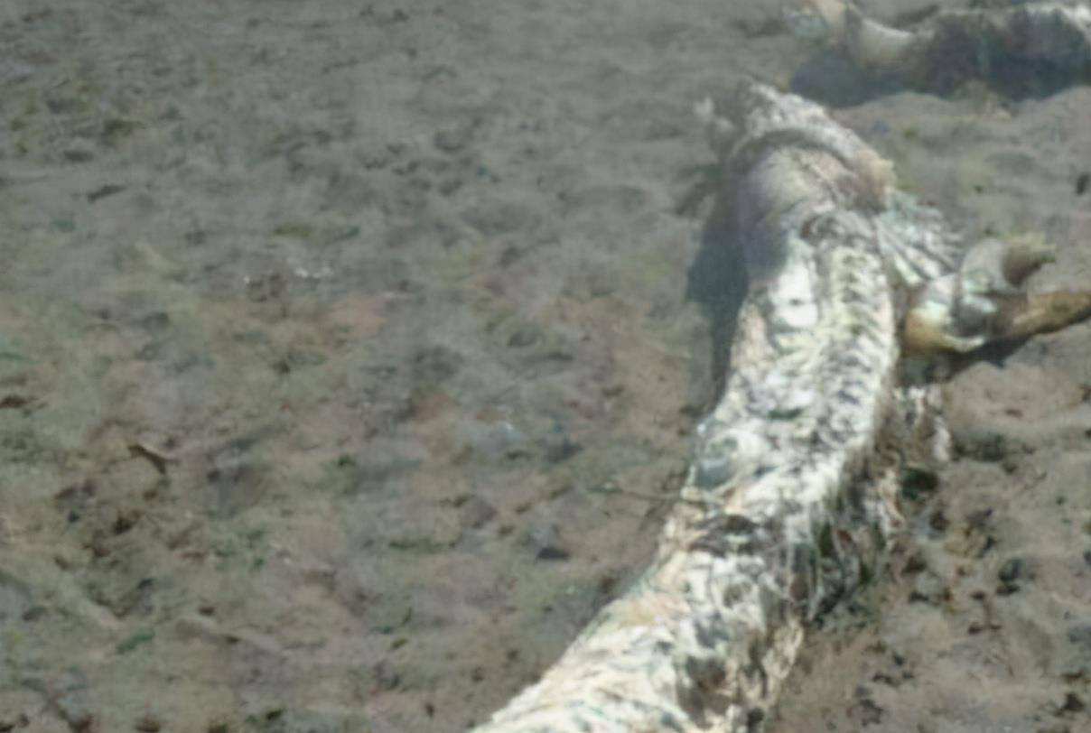 如果真的有龙,从物理学的角度来说,龙的飞行原理是什么?