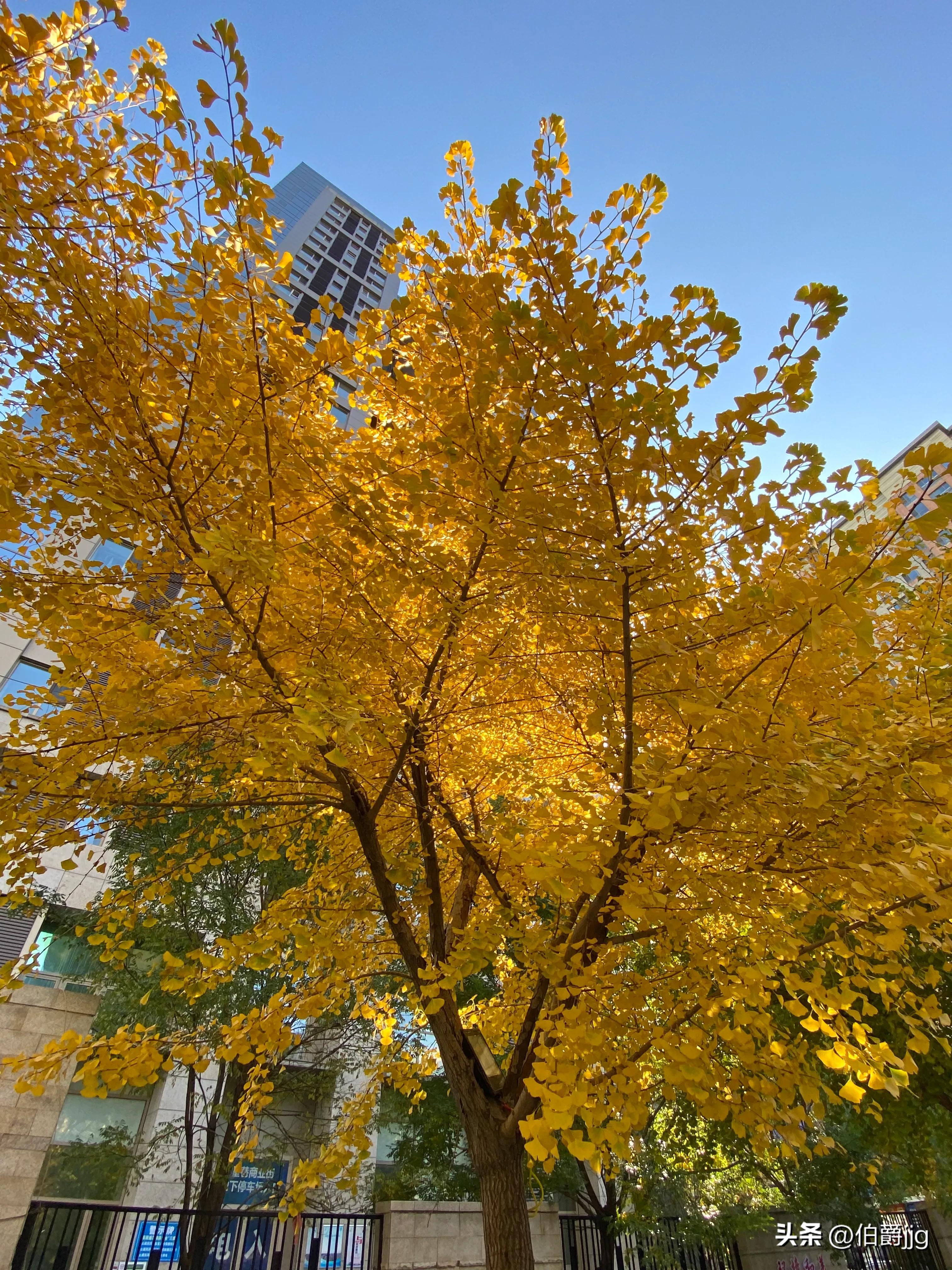 瀋陽奧林匹克生態公園收費嗎(深秋的瀋陽奧林匹克公園)