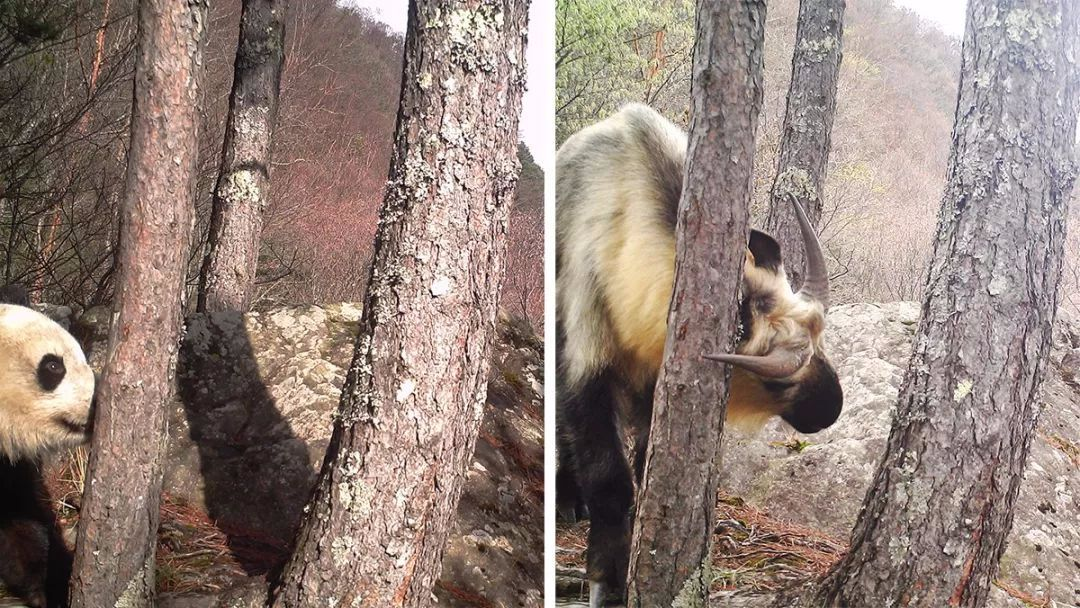 秦岭羚牛局部泛滥，威胁大熊猫，伤害人类，为什么还要保护它们？