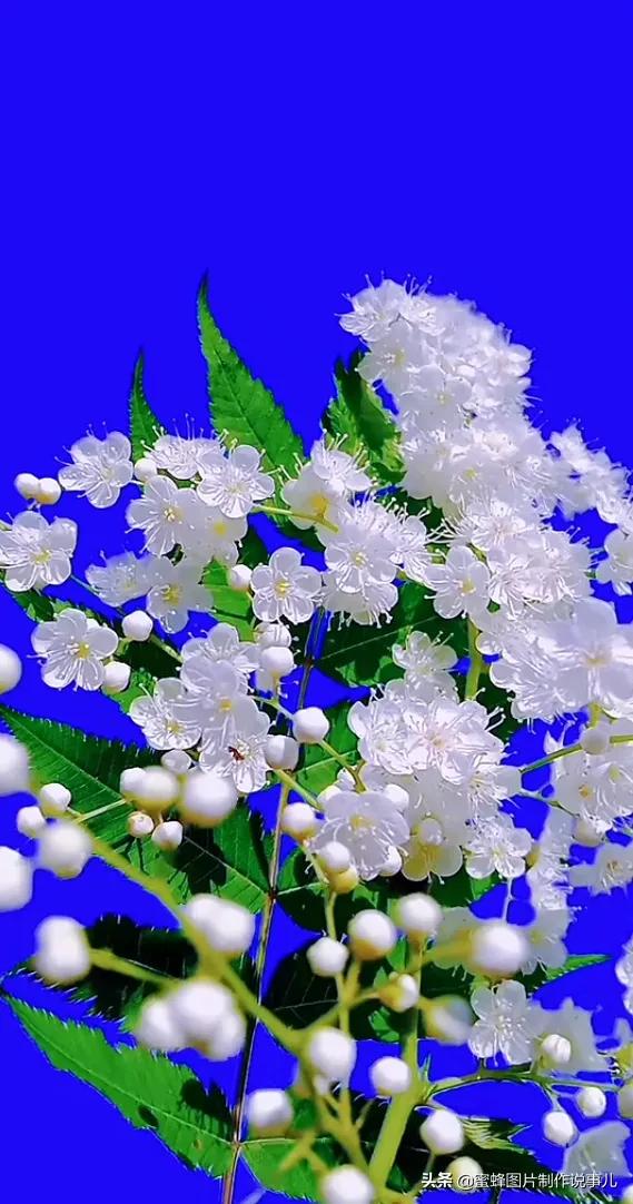 关于花的说说心情配图「简短」 _qq说说网