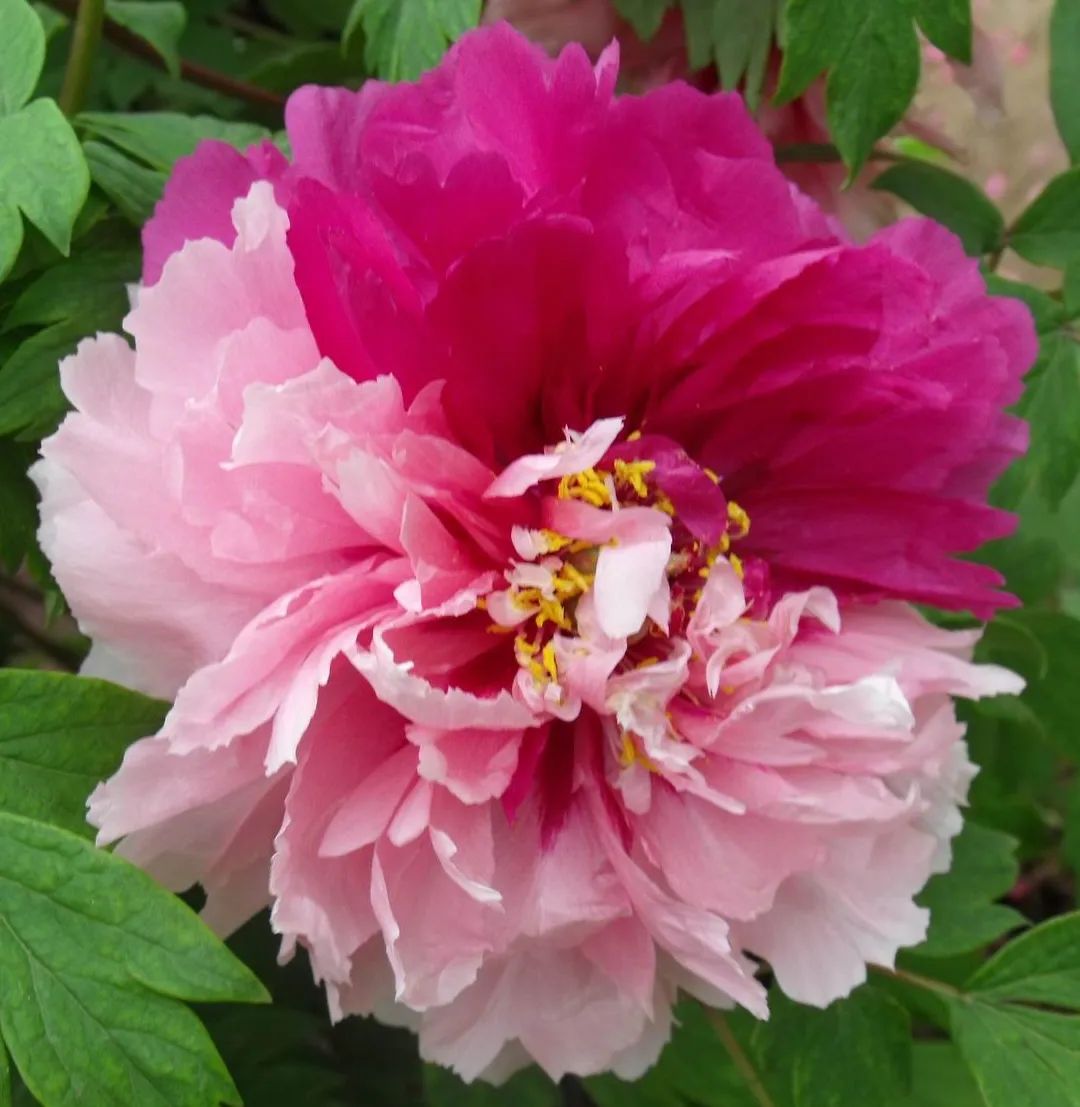 雨后风光▲青龙卧墨池▲霓虹焕彩▲洛阳红▲蓝田玉▲冠世墨玉▲大粽