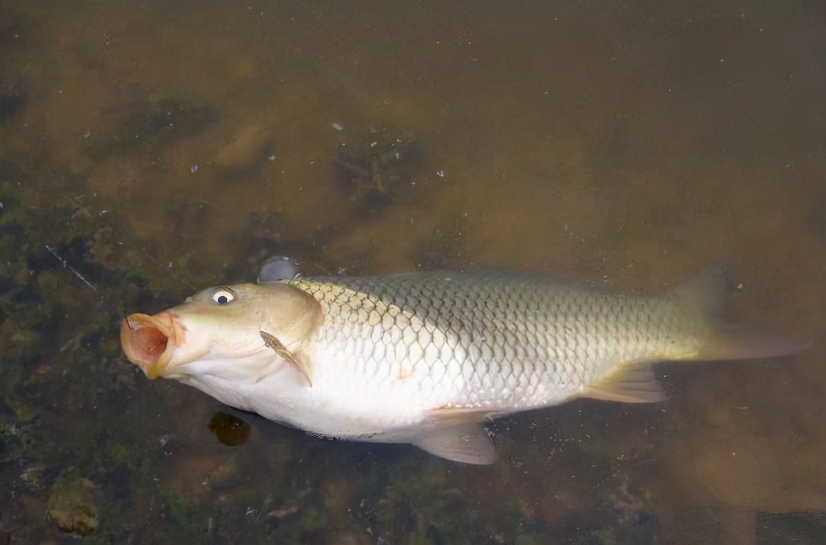 弄明白不同的魚泡代表什么意義，水面下有什么魚，一目了然