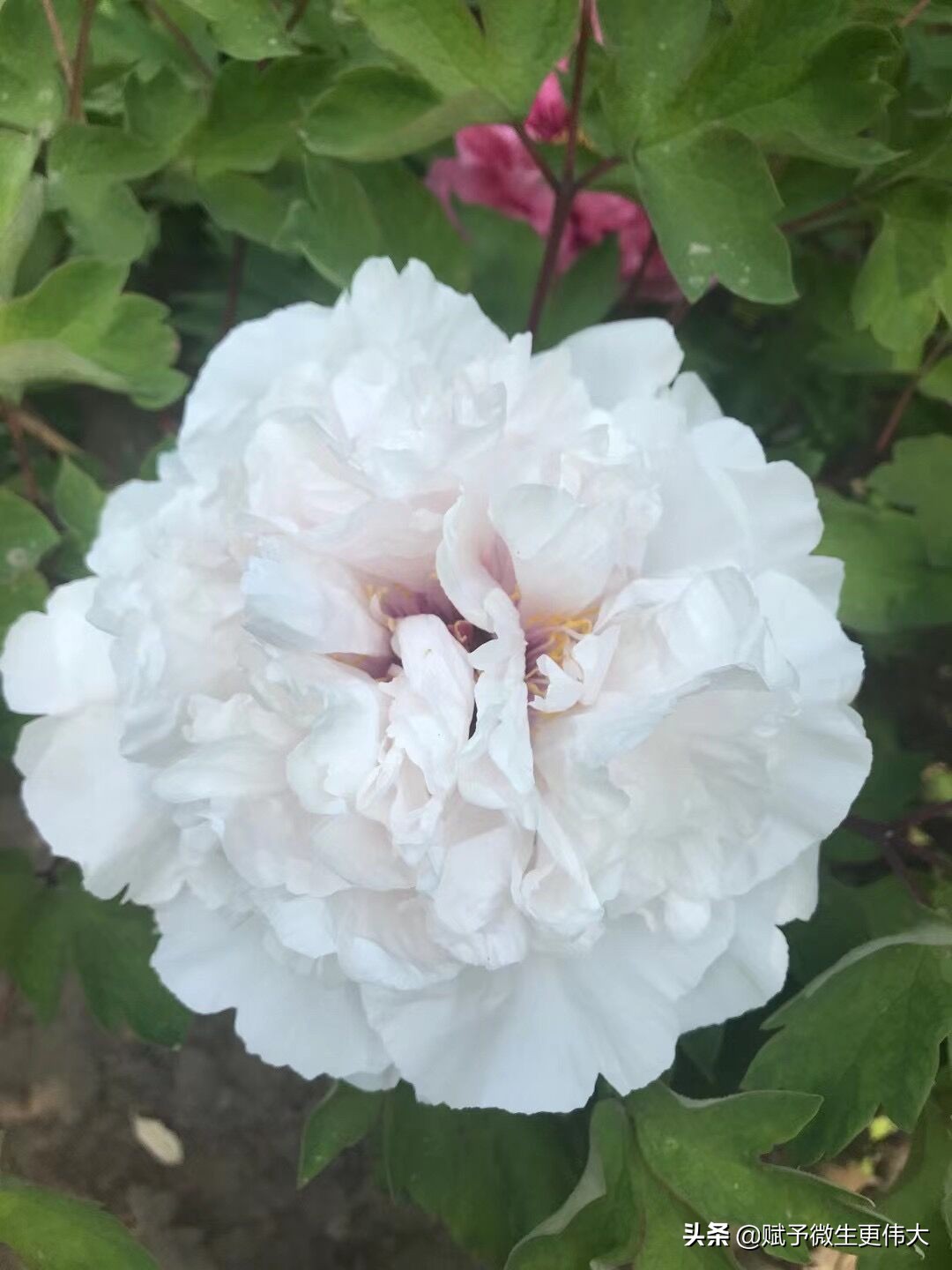 接上打——为国为家添香