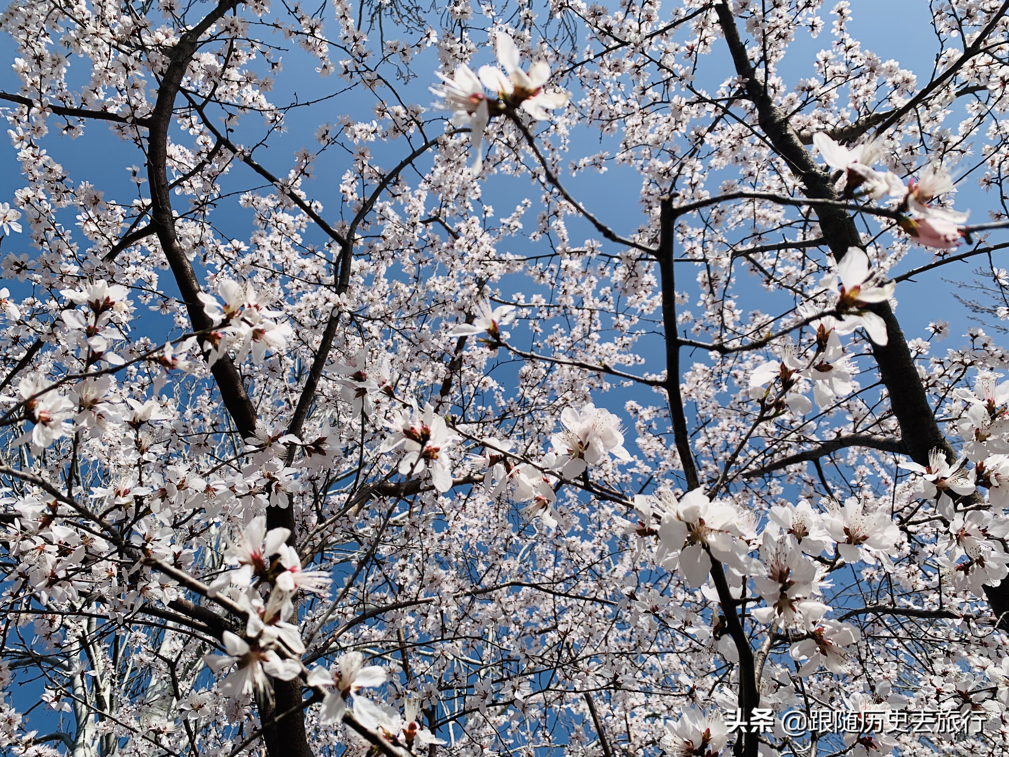 北京春日必去10大赏花公园！除了玉渊潭植物园，这几座也不要错过