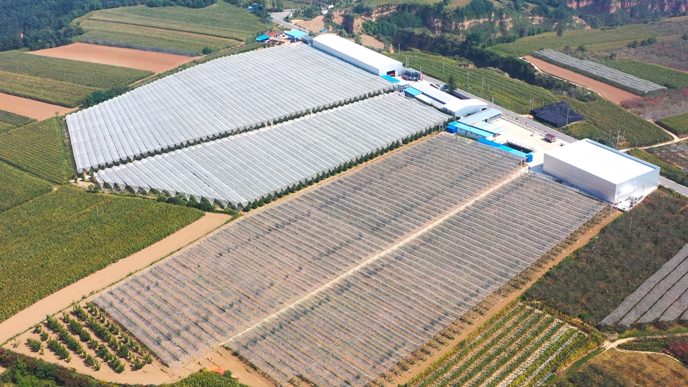 陕西宜君：大力发展特色农业 推动“三农”工作高质量发展