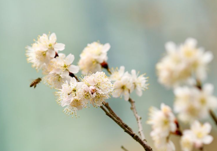 「诗词鉴赏」春有约 花不误，樱桃花竞相绽放，不负好春光