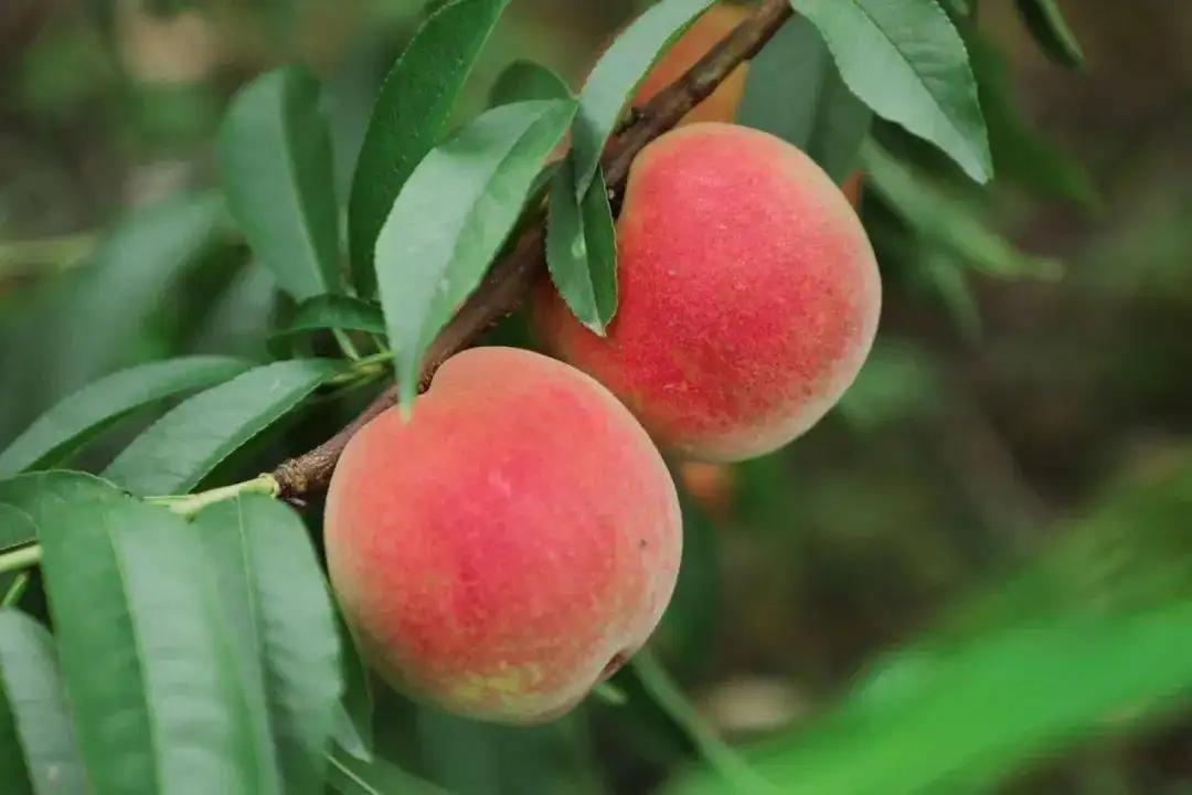 端午節吃“5黃2紅”，避免疾病“侵擾”，這“5黃2紅”分別指什麼