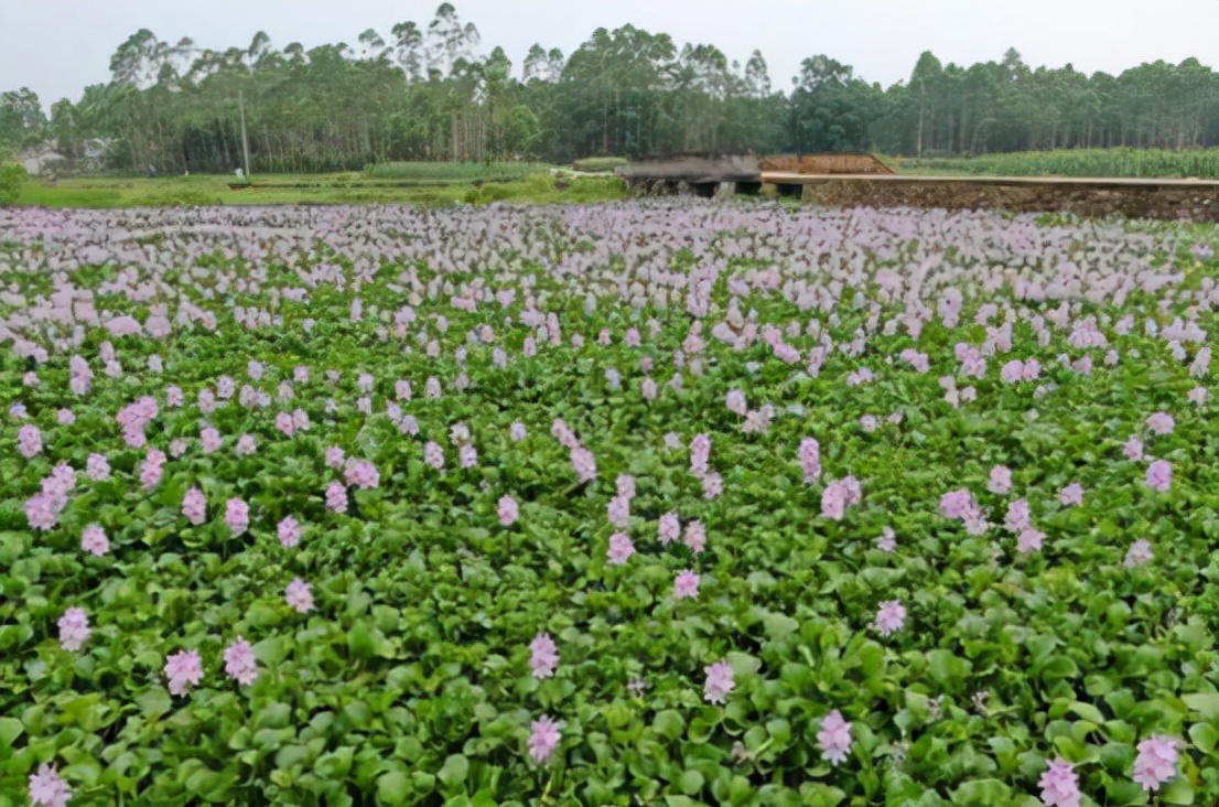 那麼,在江西氾濫的外來入侵物種,又是什麼呢?