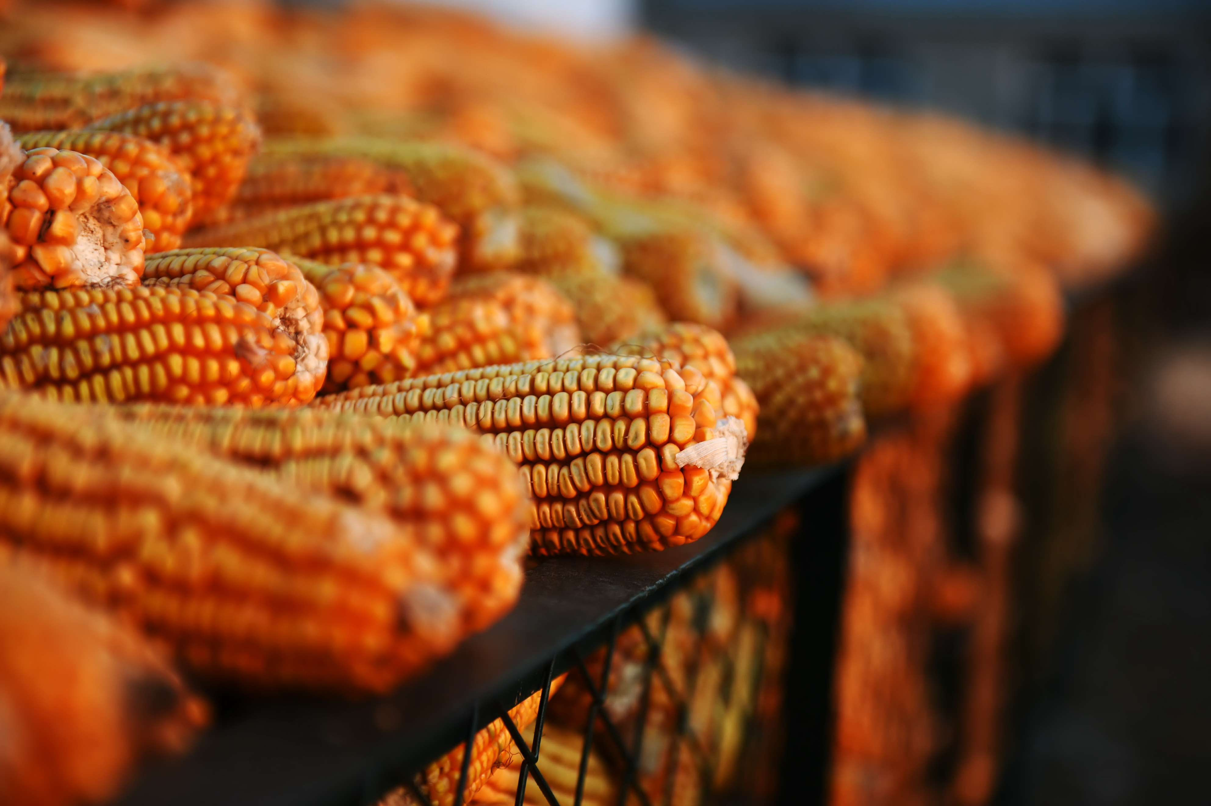 玉米价格下跌才刚刚开始，12月6日全国最新玉米行情