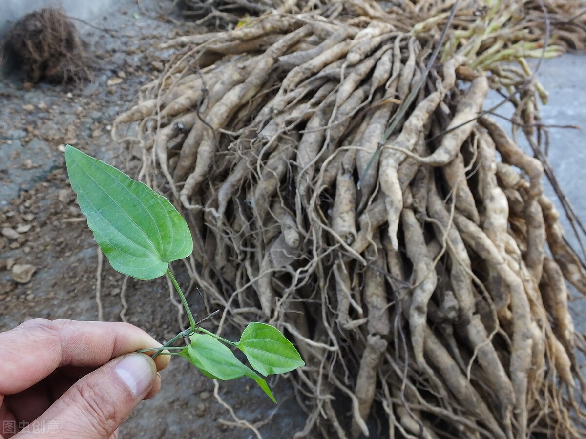 狗狗去跳蚤偏方，老一辈传下来的老办法，很有用