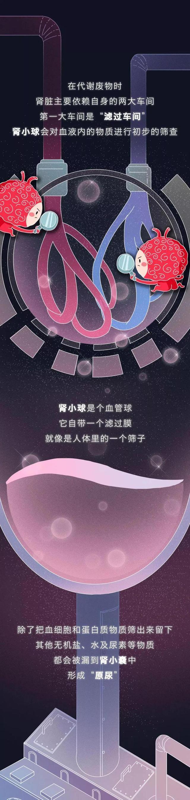 肾是如何被“掏空”的？一组漫画揭晓全程（替好友来看看）
