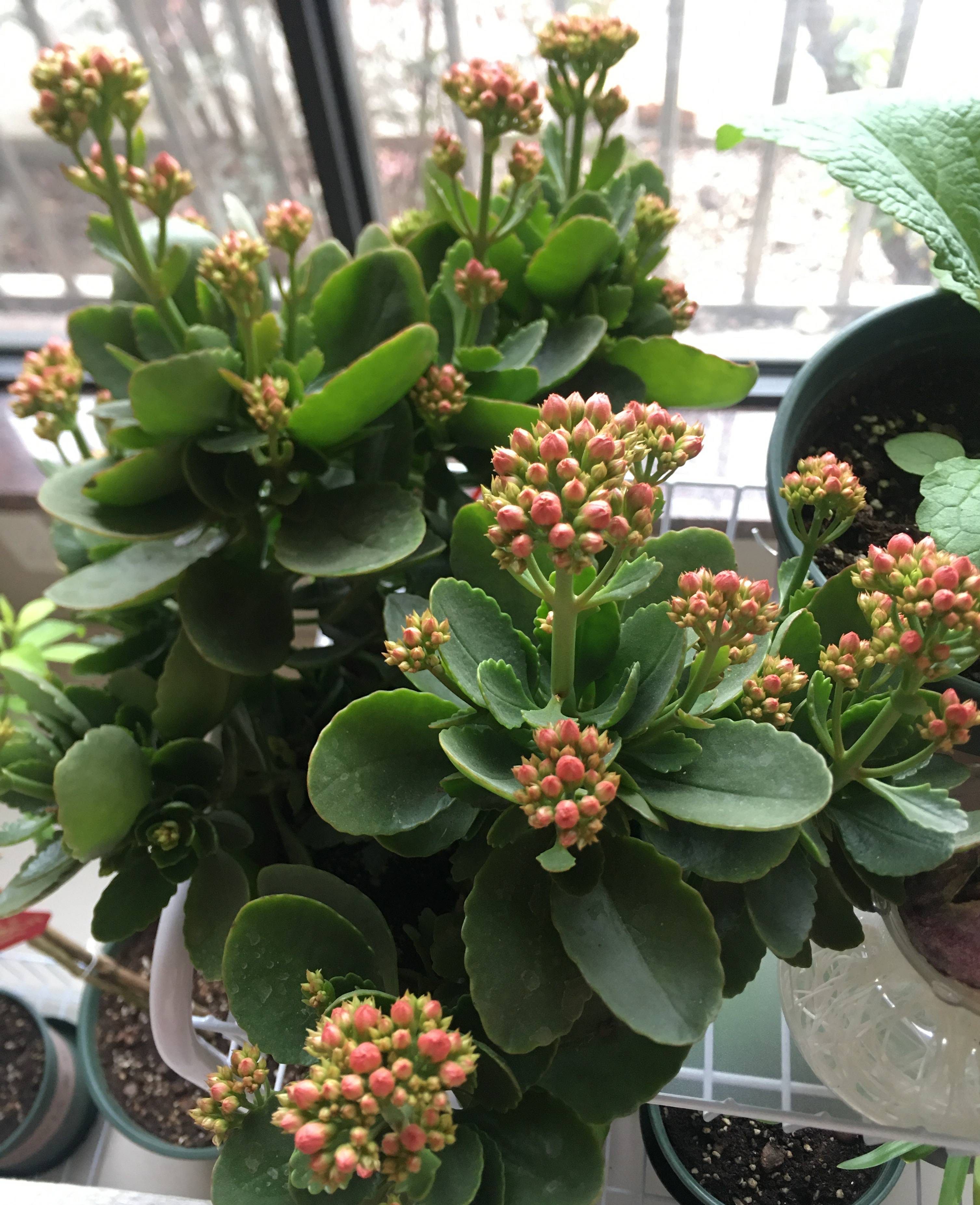 长寿花的扦插方法 长寿花的插栽方法-春风号