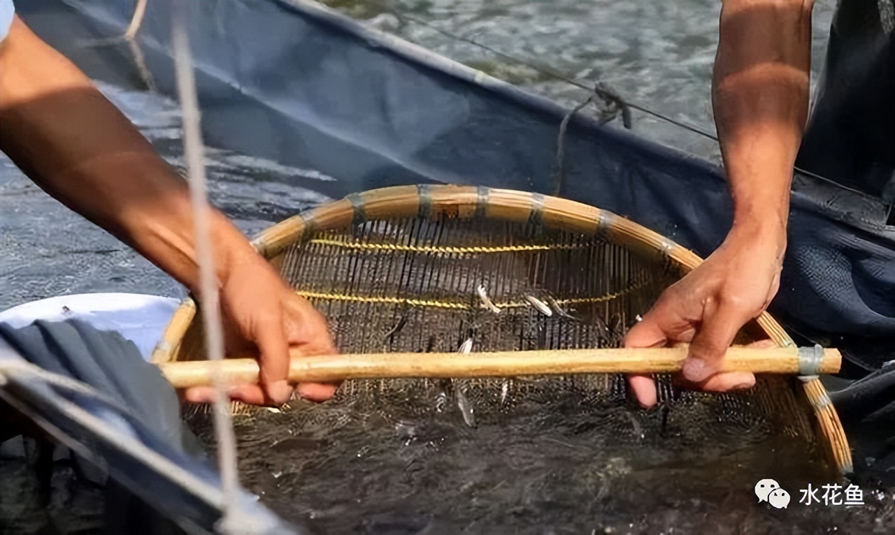 鱼儿筛小留大的工具——鱼筛：一个古老而又很有生机的传统方法