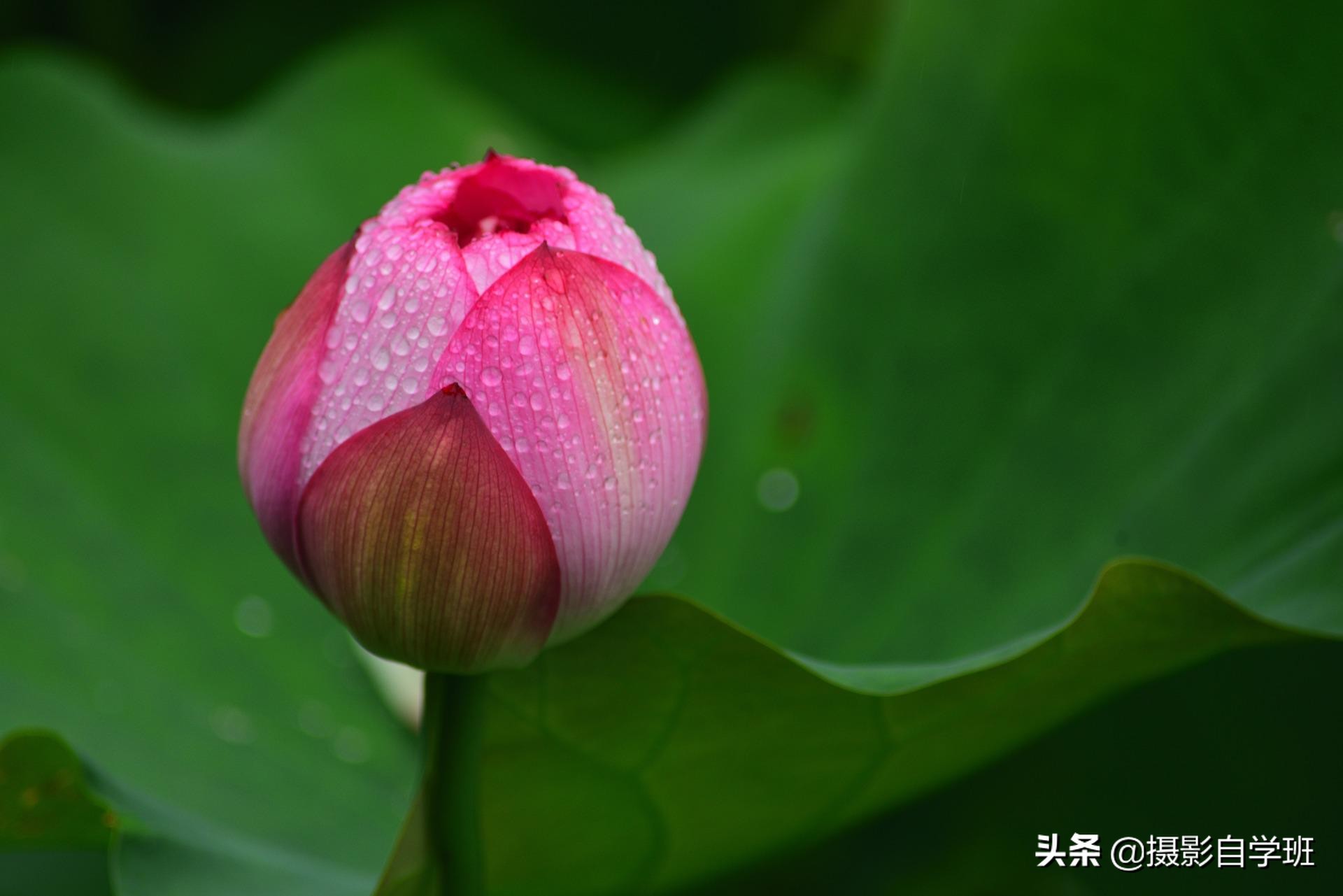 荷花照片这么拍，娇艳不庸俗，荷花和书法和印章更配