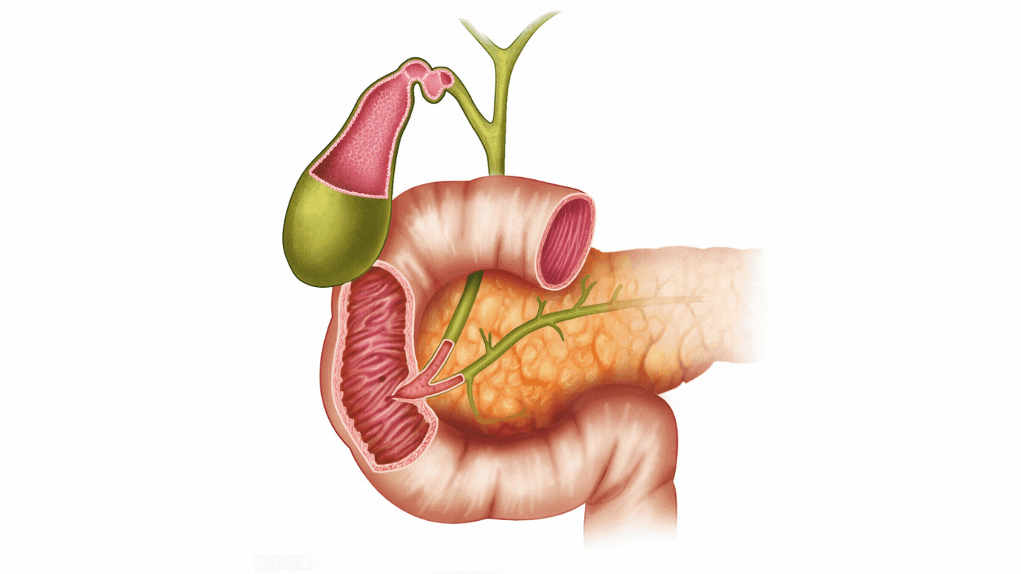 装置4 奥狄氏括约肌(oddi括约肌)
