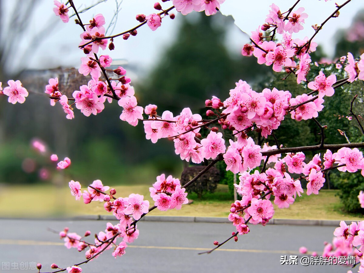 春暖花开的季节，阳光正好，微风不燥，愿你明媚如初，幸福荡漾