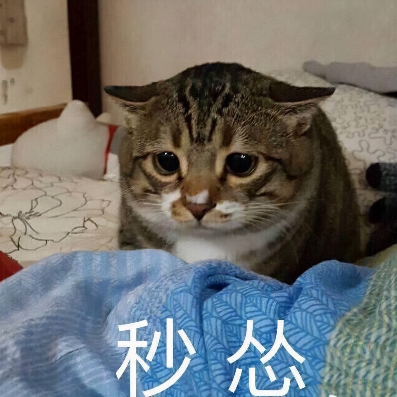 辟谣！猫绝育百利无一害？看完这个理智养猫，理性绝育，拒绝跟风