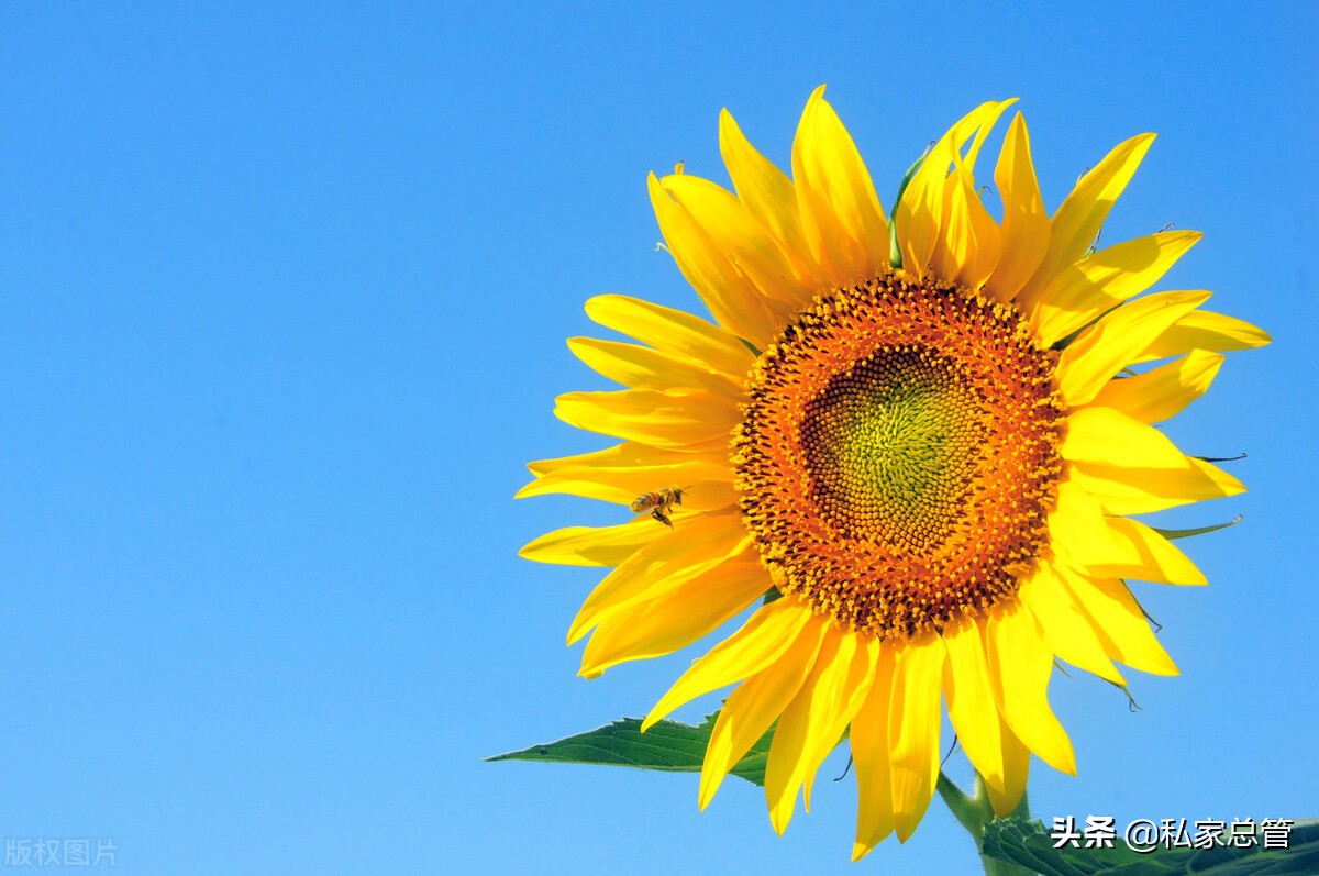 10枝向日葵的花语,10枝向日葵代表什么意思?_达一风水网