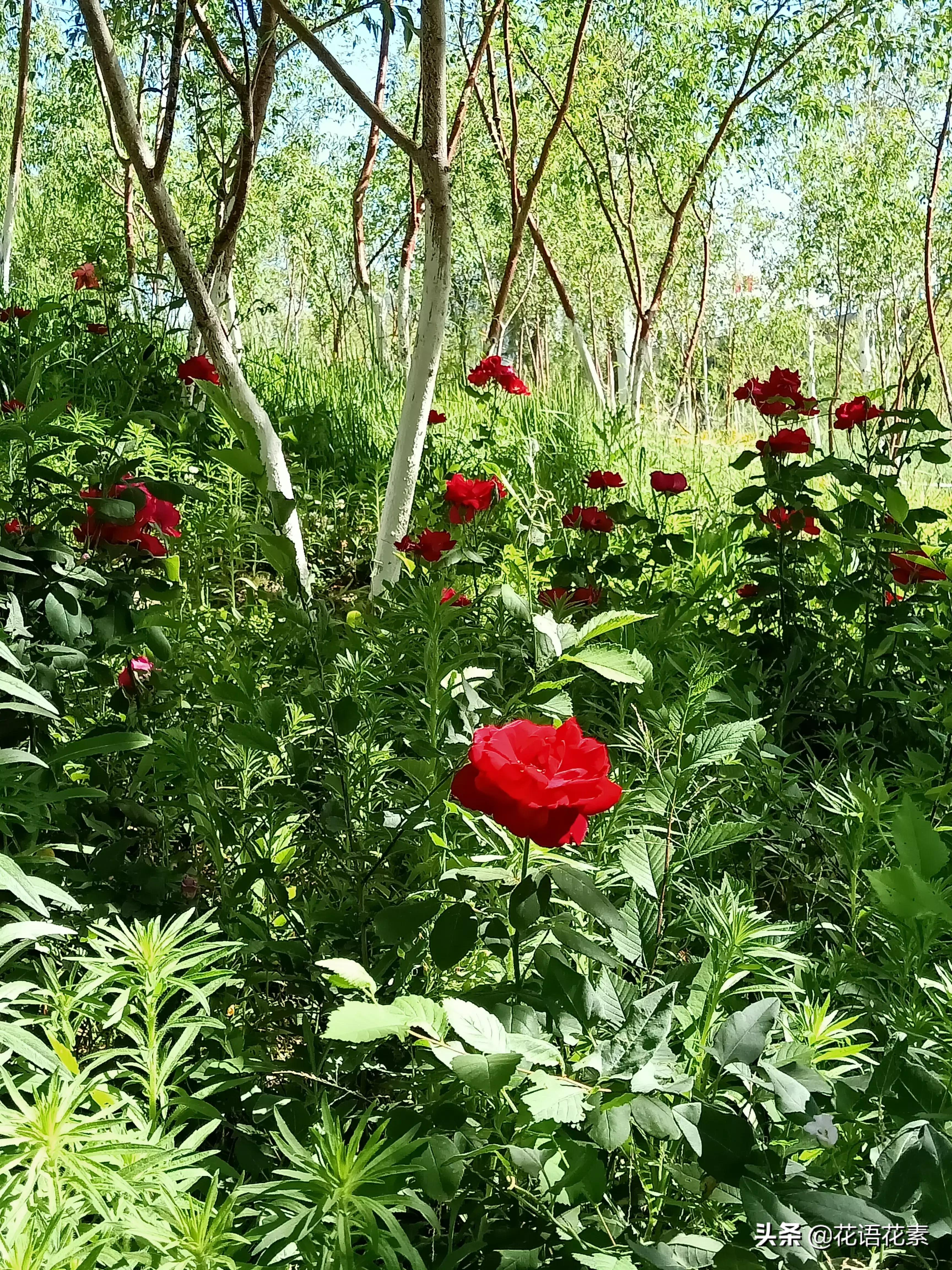 夏的热烈繁华