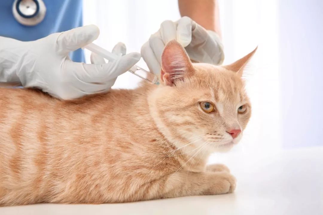 新手养猫必看：如何预防和治疗猫瘟？