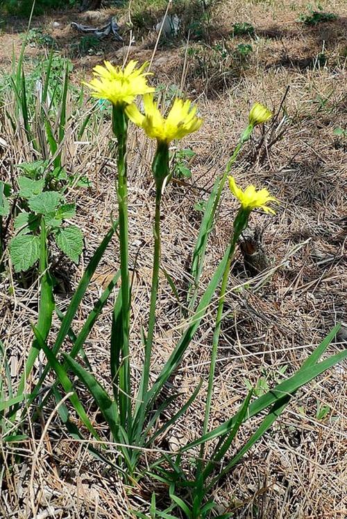 鸦葱属植物的特点及用途