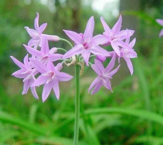 紫嬌花,屬石蒜科多年生草本植物,球根花卉,株高30~50公分,具圓柱形小