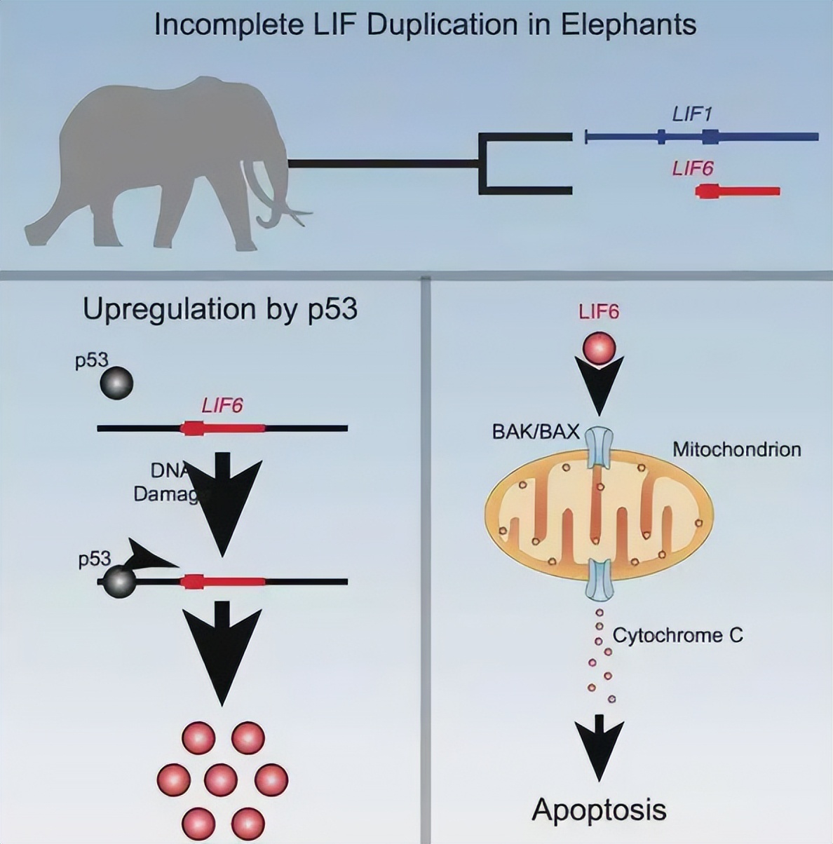 ��Ϊ���˵İ��أ������������17��Ⱦɫ���У��ܷ�򿪻�������