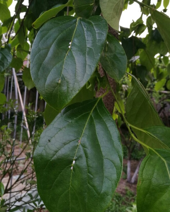 发财树常见的病虫害，教你一招，全部搞定，太实用了