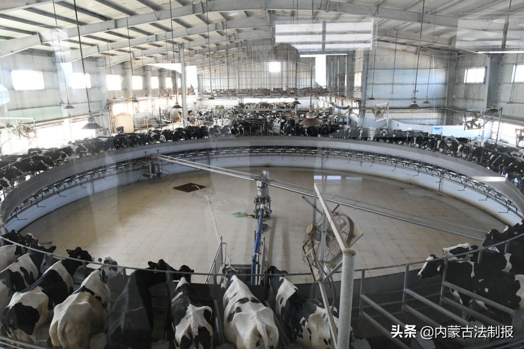 優(yōu)化法治化營(yíng)商環(huán)境 助力民族奶業(yè)振興——烏蘭察布市涼城縣檢察院檢察長(zhǎng)孫芳一行調(diào)研走訪海高牧場(chǎng)