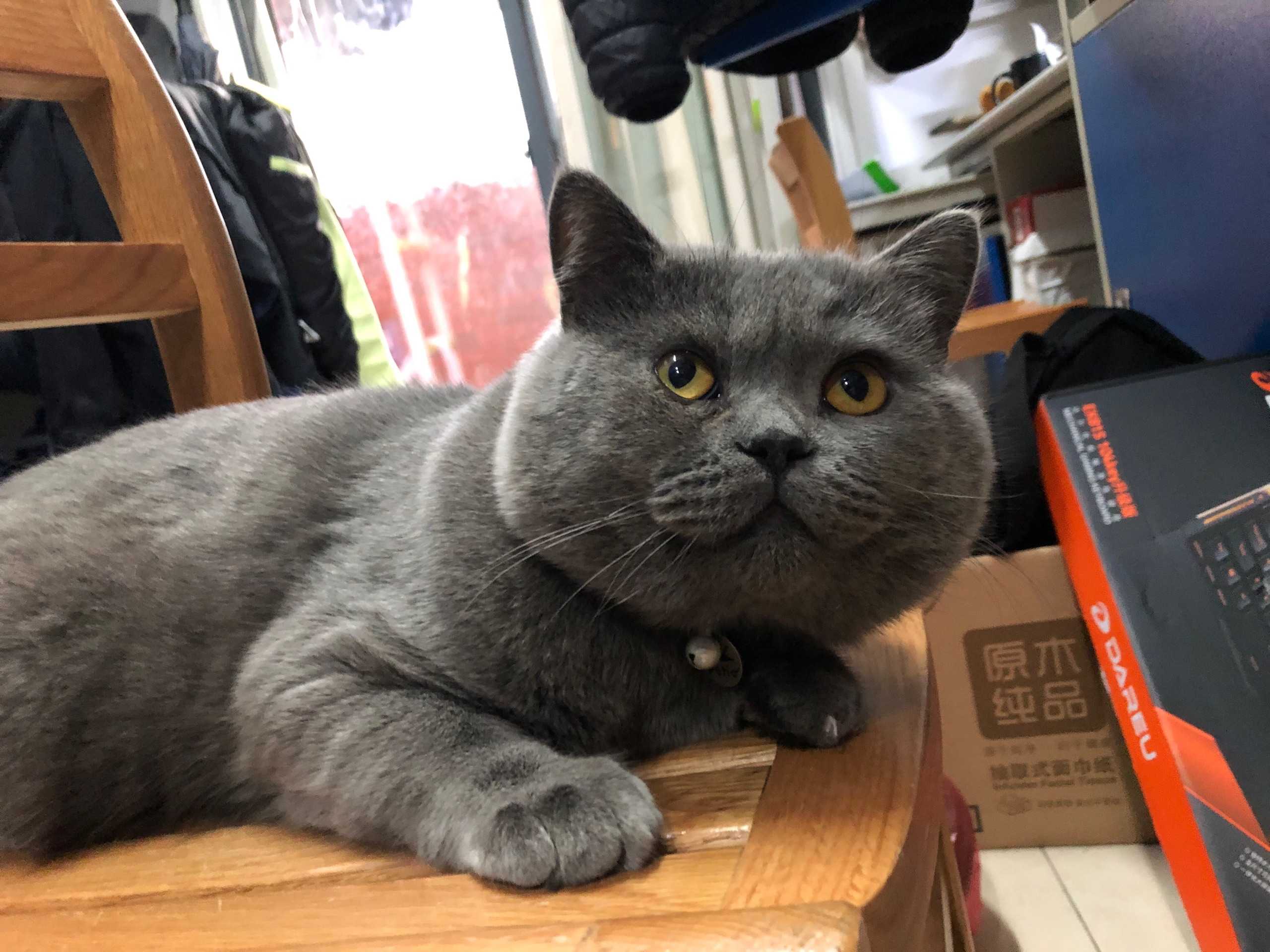 纯种蓝猫图片(纯种英短蓝猫图片)-第7张图片