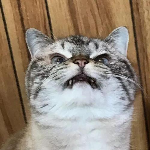 猫咪嗷呜嗷呜的叫是什么意思(猫嗷呜长叫拖长尾音)-第5张图片-科灵网