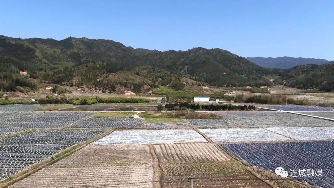 「全面推進(jìn)鄉(xiāng)村振興」姑田：種植檳榔芋 拓寬致富路