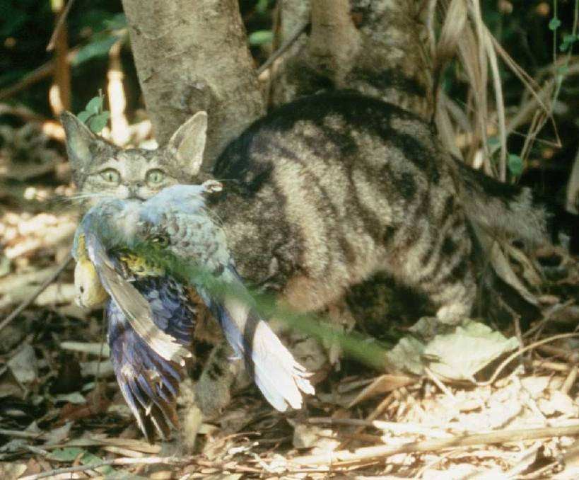 澳洲猫每天捕杀100万只鸟类和170万只动物，国宝袋鼠也不放过