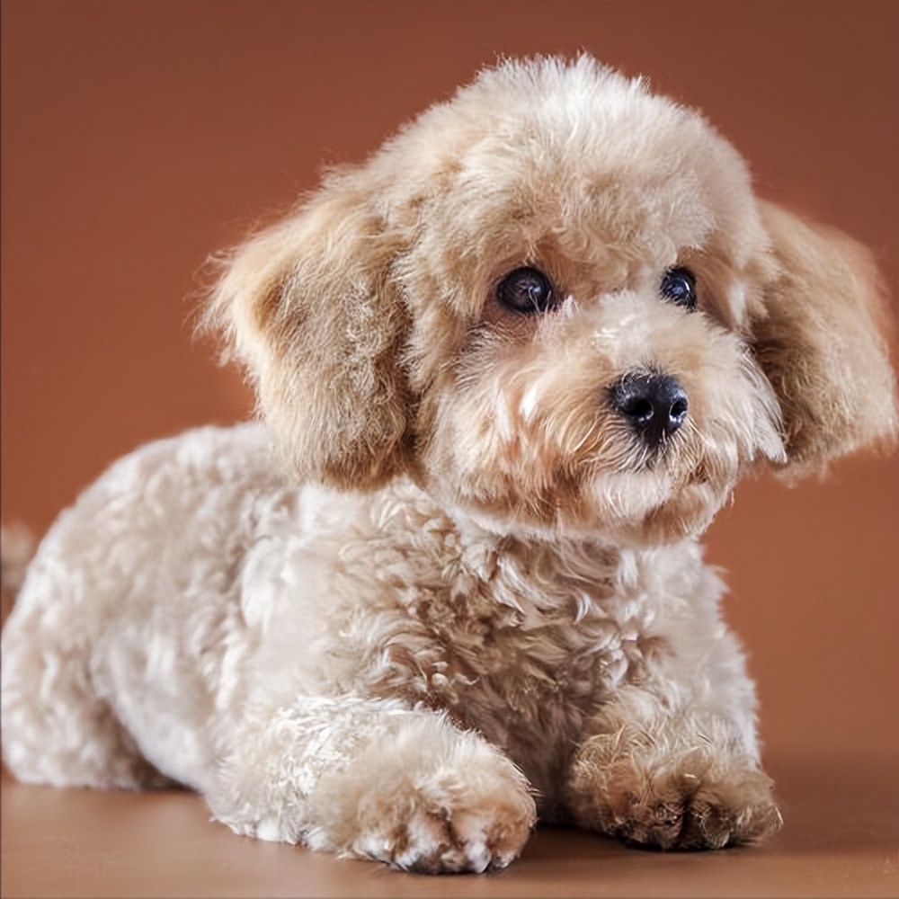 现在观察狗狗的鼻子一般去买泰迪犬的时候看泰迪的鼻子判断泰迪纯不纯