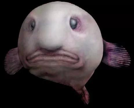 水滴魚能吃嗎,水滴魚能吃嗎給我找個視頻