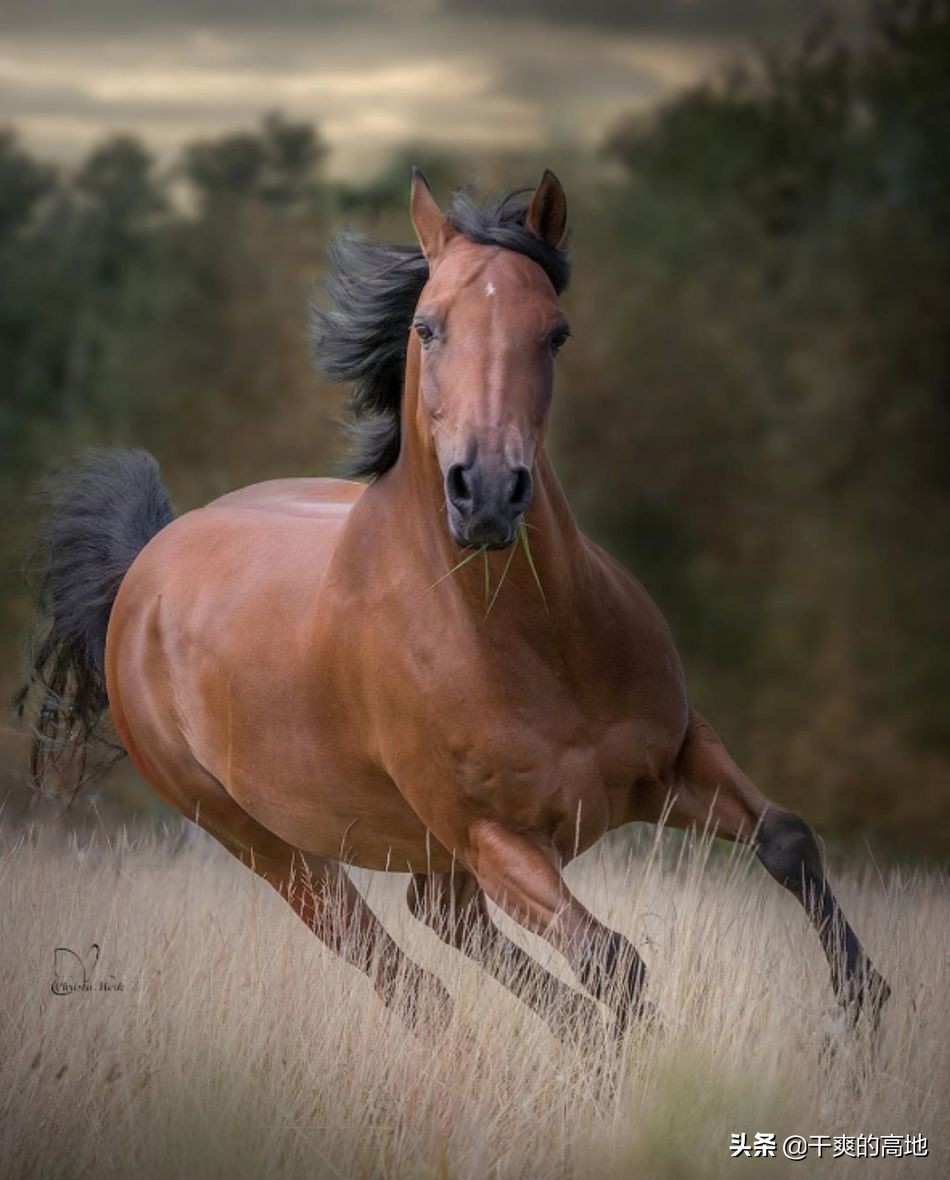 散文丨李复苏:送我一匹马