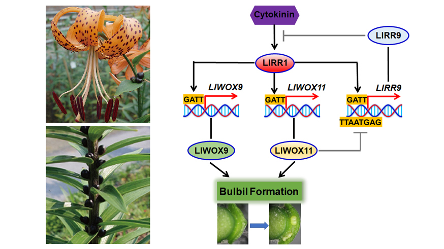 科研进展丨研究揭示百合珠芽形成分子调控新机制