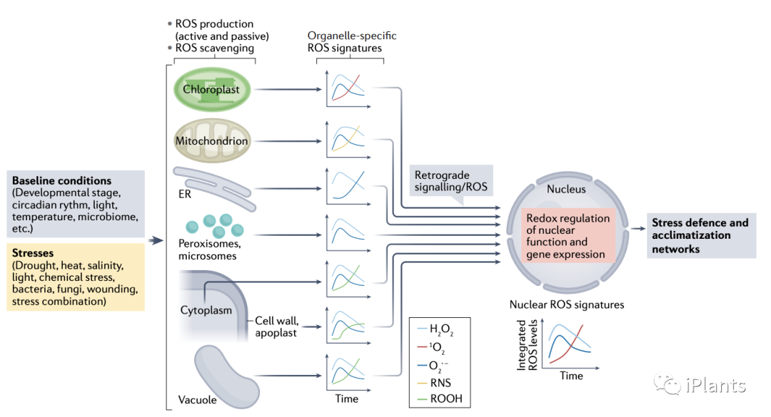 「NatureIF 113.9 」全面综述植物应激反应中 ROS 信号传导的研究进展