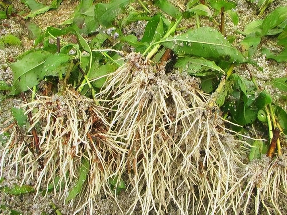 授粉精华液价格表矿源黄腐酸钾生根配方