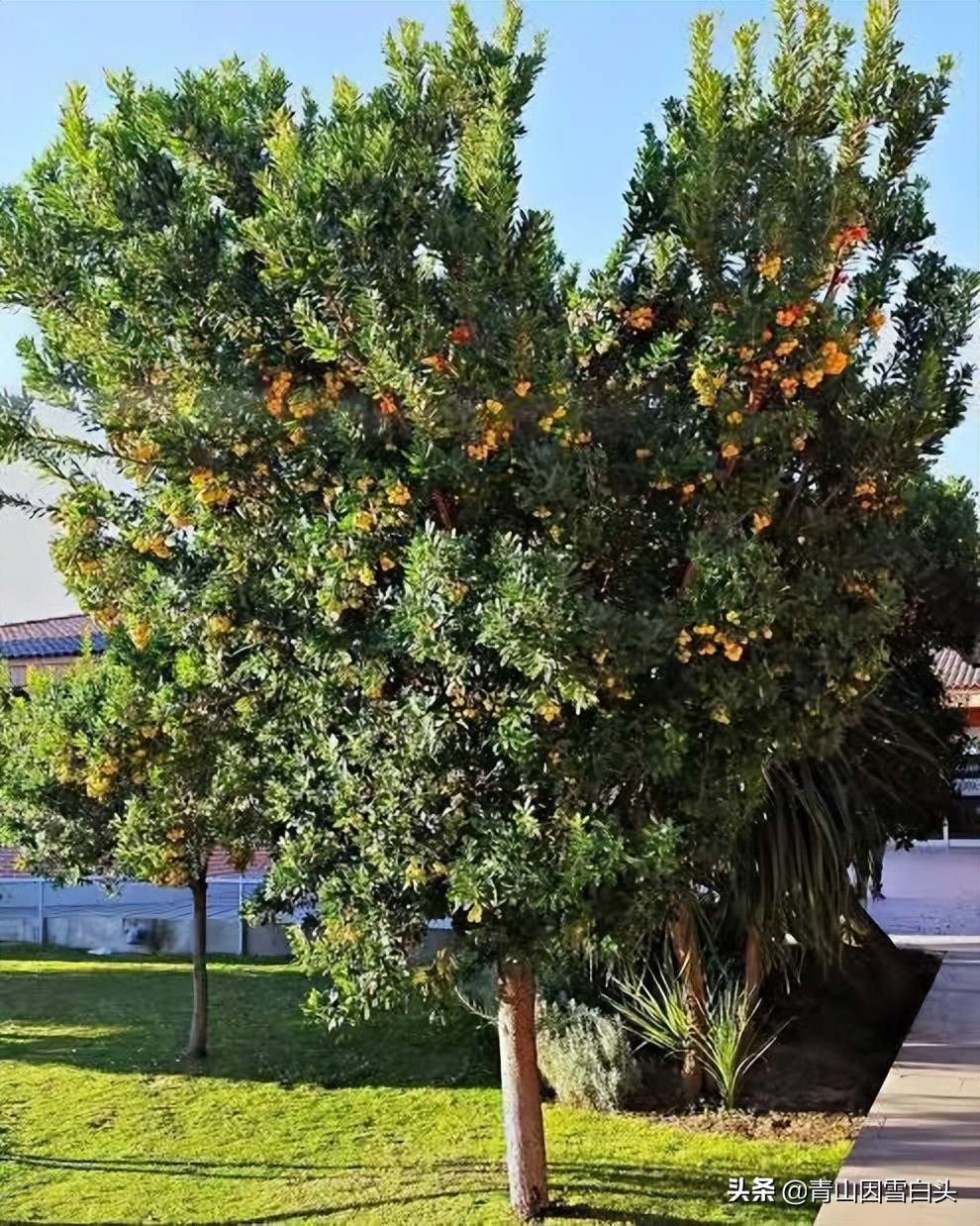 荒地种植草莓树,十年后,每棵价值3万多元,只适合无酷暑的省份
